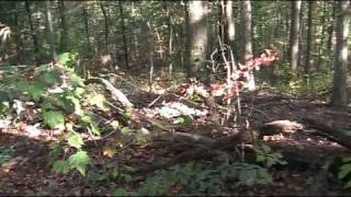 how to find an ammo box in the woods