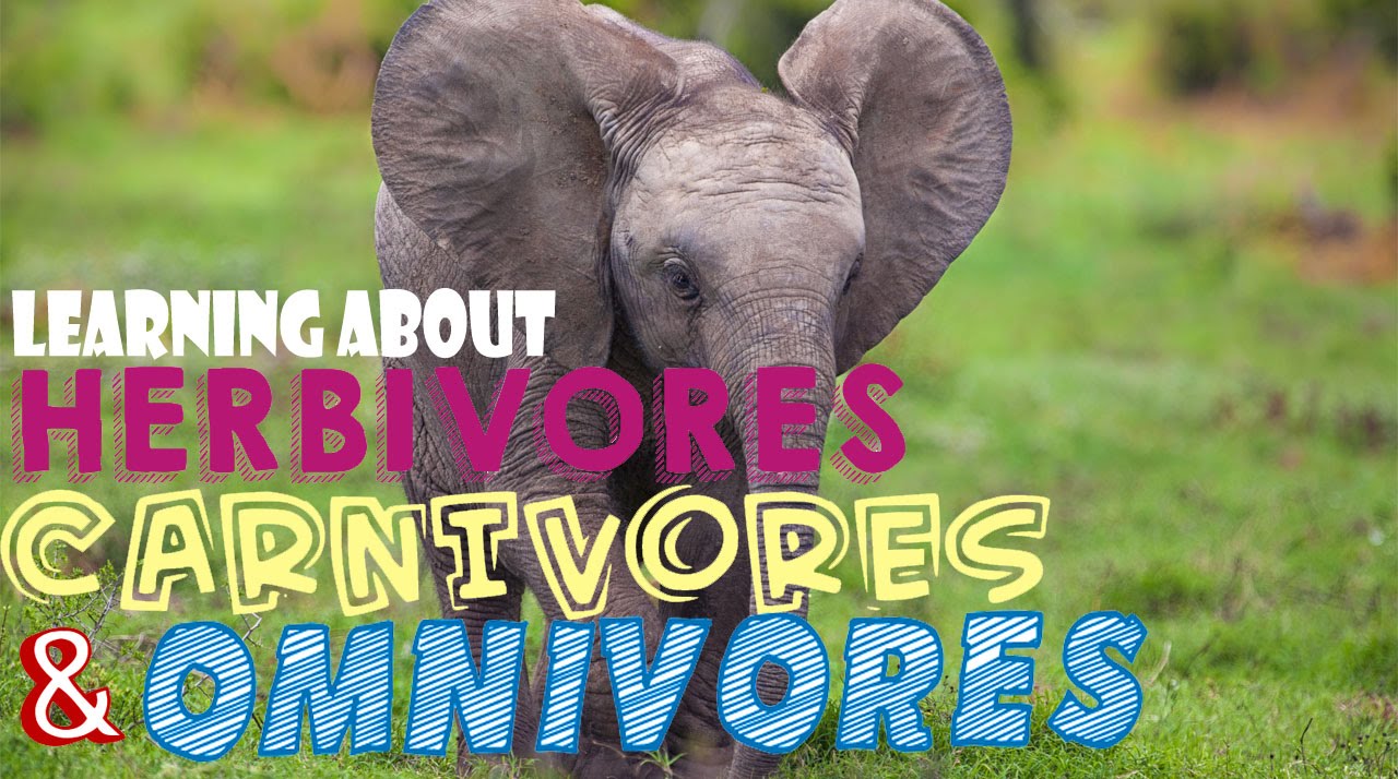 herbivores-carnivores-and-omnivores-herbivores-carnivores-omnivores-worksheet-turtle-diary