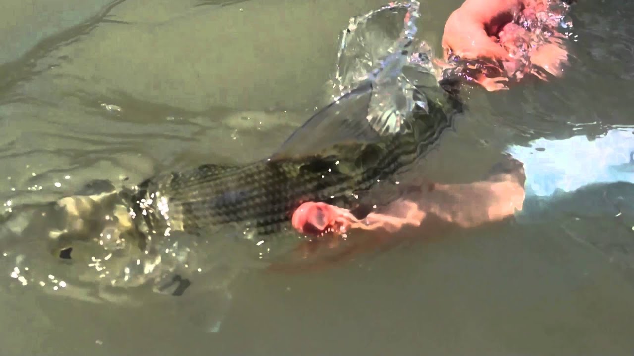 Bonefish And Tarpon Trust Sampling Fly Fishing Nation YouTube Bonefish and tarpon trust sampling fly fishing nation youtube
