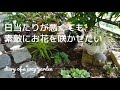 暗めの半日陰に宿根草を5種植えました。日陰にもお花が咲いたら嬉しいな♪/我が家の一番太陽が当たる特等席で咲くお花は…?/ガーデニング/庭づくり/宿根草