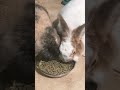 Comendo pra ter energia pra dançar  #rabbit #bunny #pets #petsfofinhos #deustemumapalavrapravoce