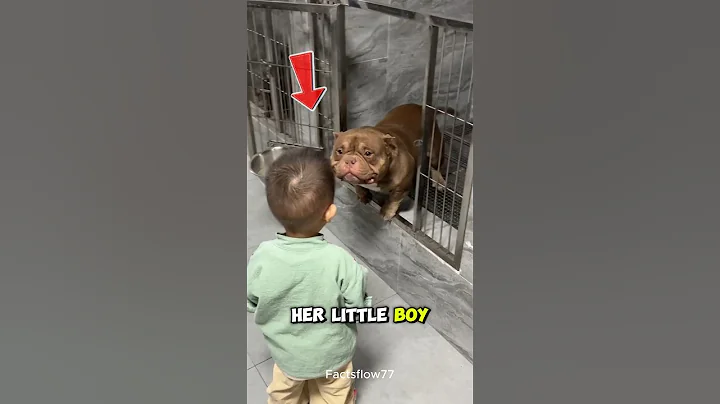 This Pit Bull Met a Boy and Everything Changed ❤️🐶