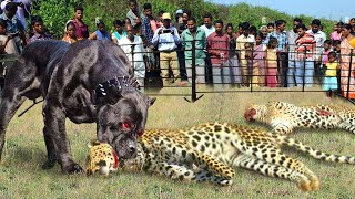 PITBULL ATACA LEOPARDO E MOSTRA QUEM MANDA