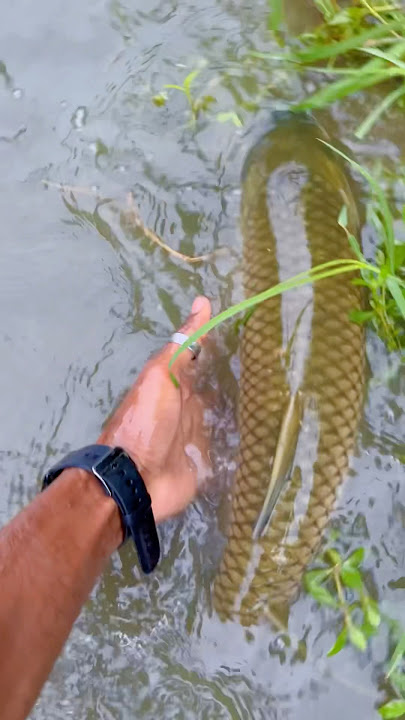 Bare macchli pakernekewakt kiya hua🐟😥(274) hindi fishing vlog #villagefishing