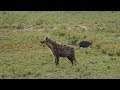 Мы думали ОНИ кого-то доедают,а там совсем другое SERENGETI СУРОВАЯ ТАНЗАНИЯ день-9 ч 2