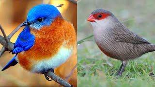 15 birds Name that start with W | Birds starting with  “W” | Top 15 birds starting with W by BEAUTIFUL WORLD 828 views 11 months ago 36 seconds