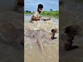 Amazing Hand Fishing for a Giant Stingray #monsterfish #fishing #fish #fishingvideo