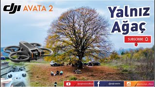 Yalnız Ağaç - Avata 2