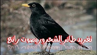 تغريد طائر الشحرور ( خادم الجنانات ) بصوت عذب و رائع