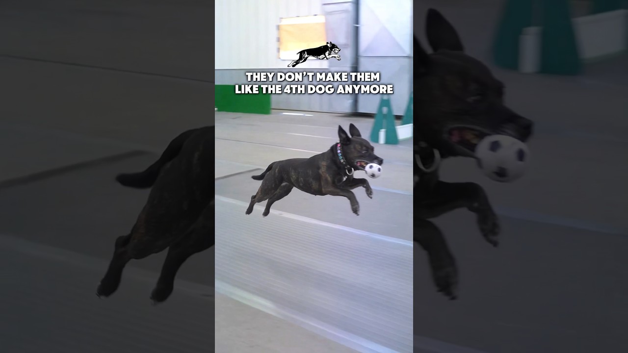 They dont make dogs like this anymore - viral shorts