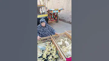 عاوزة تعرفى سعر البط بأنواعه المسكوفى والبغالى والفرنساوى تعالى 