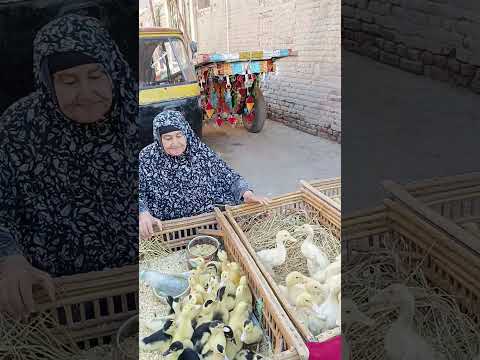 عاوزة تعرفى سعر البط بأنواعه المسكوفى والبغالى والفرنساوى تعالى
