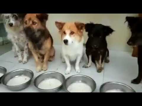 Anjing Lagi Mau Makan Lucu Banget Bikin Ngakak Youtube