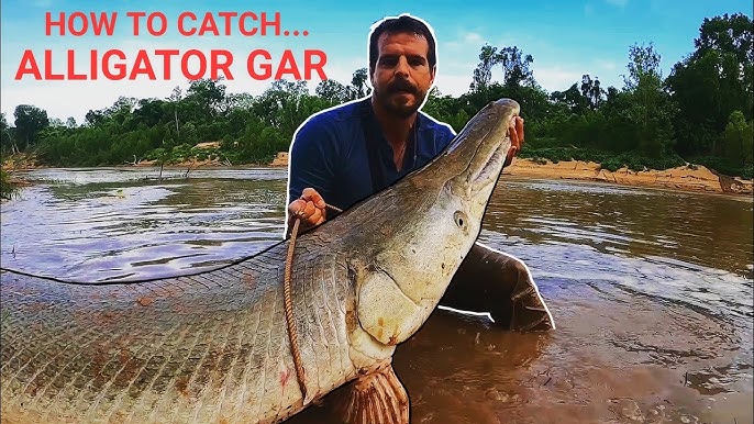 HOW TO CATCH ALLIGATOR GAR: EVERYTHING you need to know about leaders,  reels, and hooks 