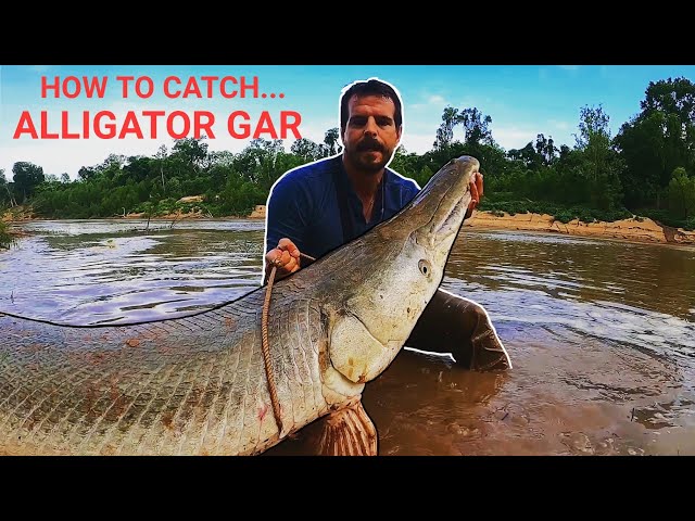 How To Catch Giant Alligator Gar 