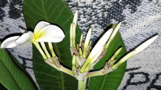 Plumeria  "luna" blooming ,white flower with yellow center.