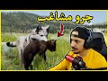 حياة الذيب 8 تشتت العائلة وضياع احد الجراء Wolf Quest 