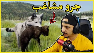 حياة الذيب #8 | تشتت العائلة وضياع احد الجراء Wolf Quest