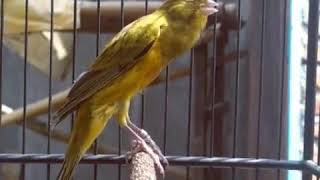 Download lagu Best Bird Singing Canary Pendam mp3