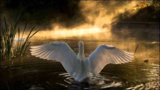 Video thumbnail of "Chad Lawson - "Swan Lake""