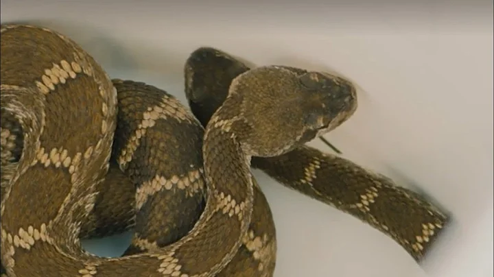 Northern California snake catchers focus on safety, education as they wrangle rattlesnakes