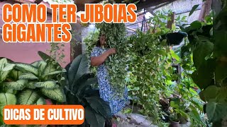DICAS DE COMO TER JIBOIAS GIGANTES QUE ARRASTAM NO CHÃO E MUITO CHEIA: Dicas de cultivo e adubação 