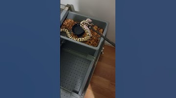 Ballpython Feeding! #shorts #subscribe #animals #ballpython #shortvideo #snake #reptiles #like