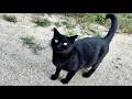 人懐っこくベンチに付いて来てくれるかわいい黒猫ちゃん