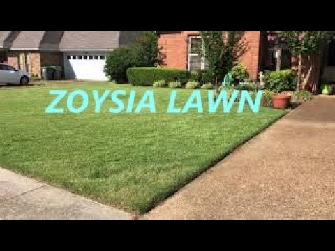 Video: Zoysia čepovi za travu: upute za sadnju čepova za travu Zoysia - Znajte kako