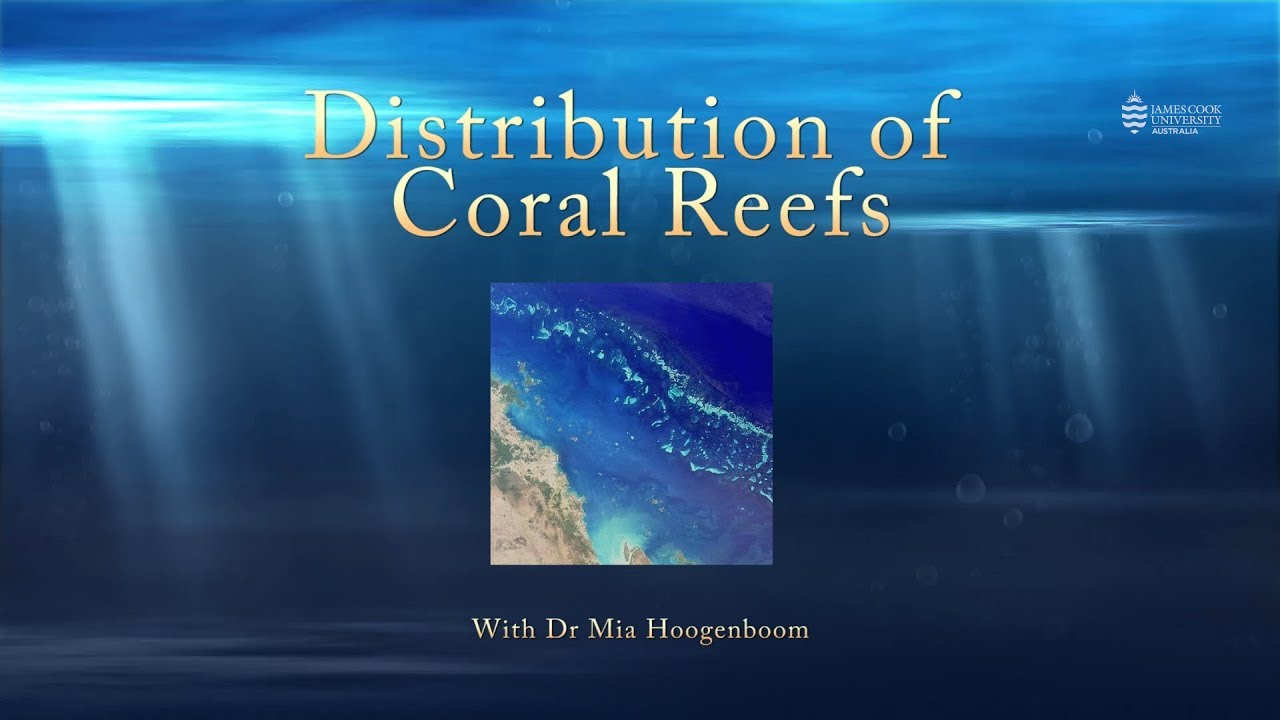 Why are coral reefs only found around the equator? - YouTube