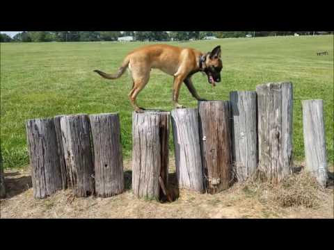 6-month-old-belgian-malinois,-dakota!-boarding-and-training-|-best-dog-training