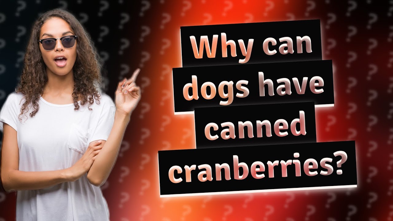 Why can dogs have canned cranberries? YouTube