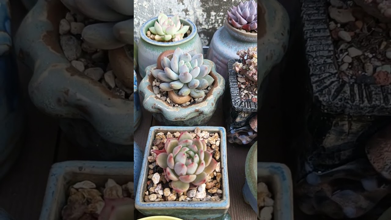 天涯肉比鄰~20260218-2