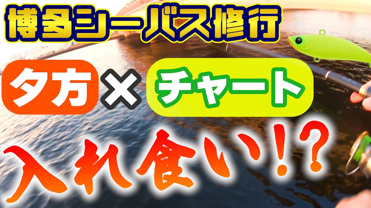 シーバス】夕マズメにチャートカラーは最強!?ヒット祭り！【福岡