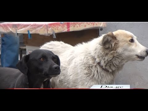 გორში მიუსაფარი ცხოველების პრობლემა კვლავ აქტუალურია   მოსახლეობისა და ძაღლთა ფსიქოლოგის შეფასებები