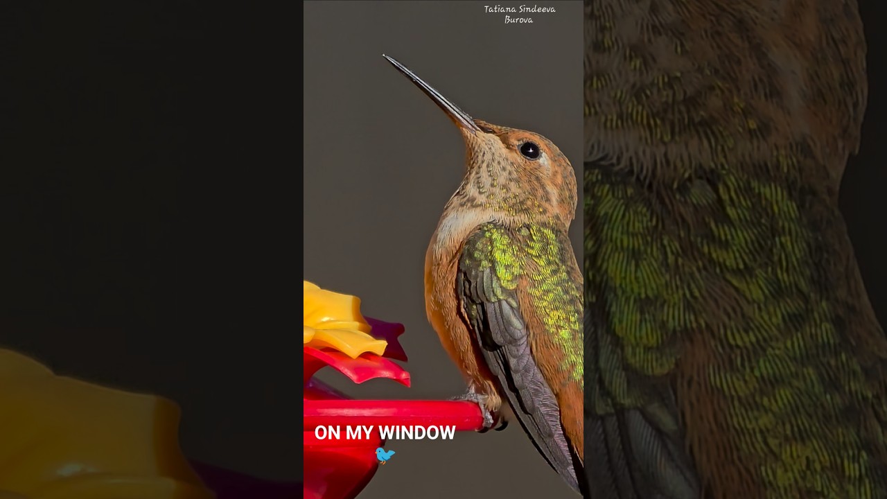 У МЕНЯ ЖИВУТ КОЛИБРИ 