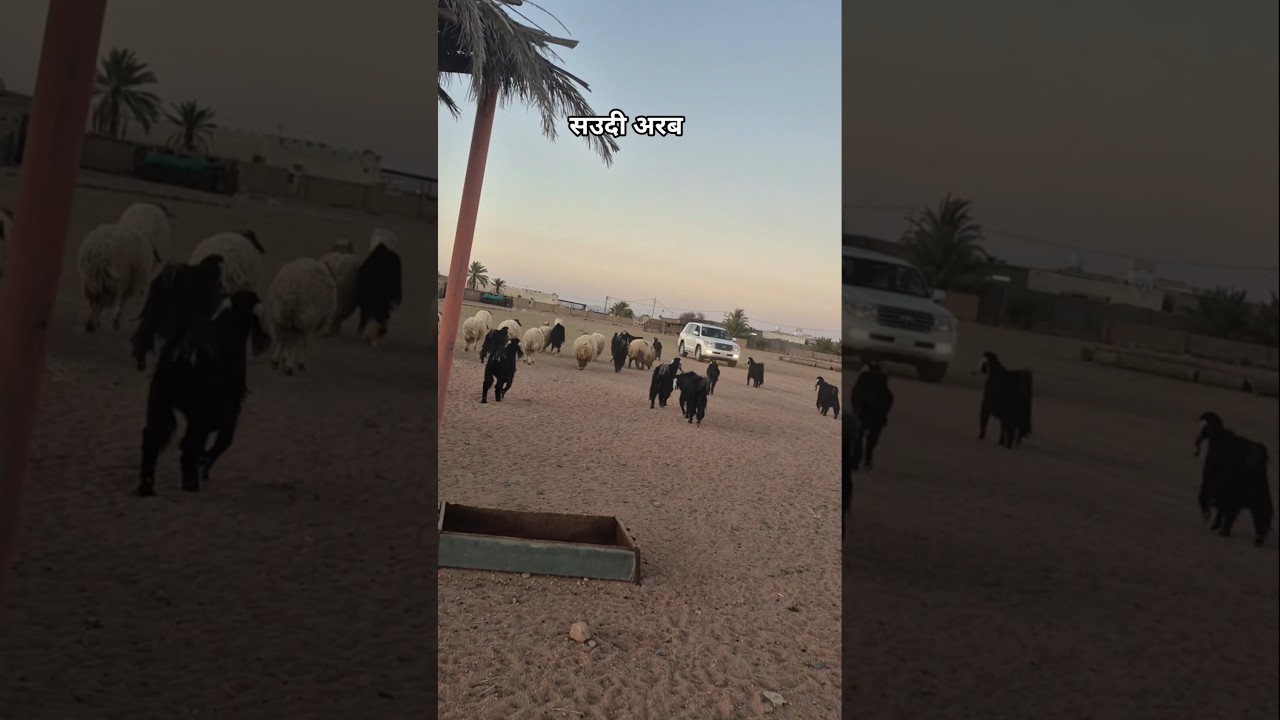 Saudi arabia me aaj murga bhi mar gaya |