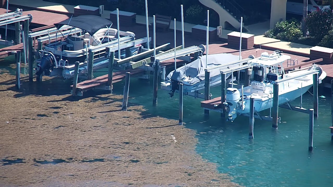 Sargassum Invasion In The Florida Keys Over The Weekend