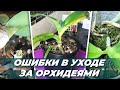 Работа над ошибками в уходе за орхидеями | орхо-дневник