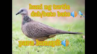 huni ng bato bato para lumapit pang hunting