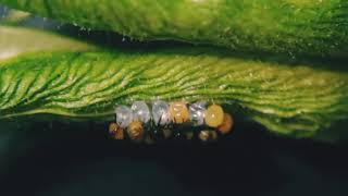 Ladybug hatching time-lapse