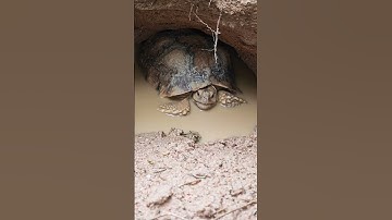 จากเต่าบกกลายเป็นเต่าน้ำ #sulcatatortoise #เต่าซูคาต้า #leocata #sulleocata #flood #ฝนตก