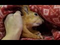 Бельчонок любит мягкие пледики! 🥰 Squirrel loves a blanket