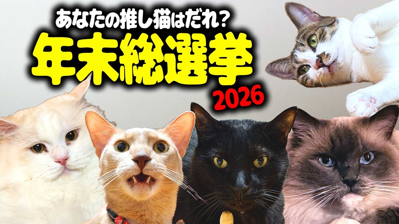 No.1猫ちゃんは誰だ！？ 推し猫年末総選挙だぁ！！！ - YouTube