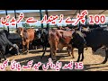 Sahiwal Cholistani Brahman Bachre Near Lahore Mandi Qurbani 2026 || Global Village Farming 