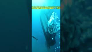 #boating #OhNo #boatus #boatfail #captainretriever #captain #salvage #towing