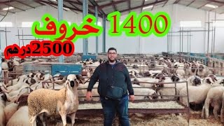 ضيعة بن الشايب 1400 خروف إبتداء من 2500 درهم صردي و البركي إقليم برشيد كسيبا نقيا