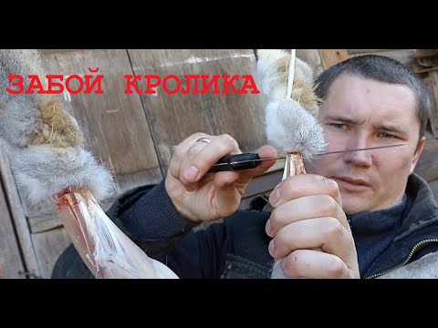 Забой кролика! Разделка и выход мяса! (в домашних условиях)