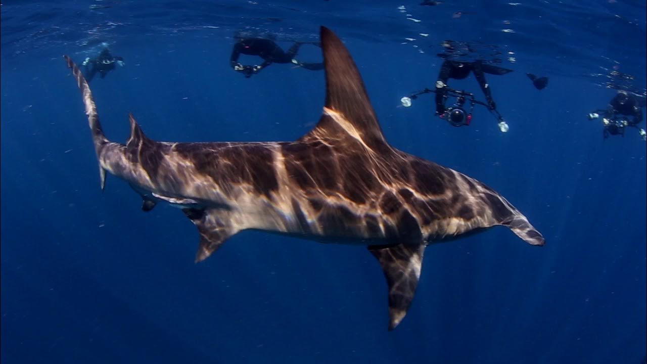 Calypso Dive Charters Promo YouTube