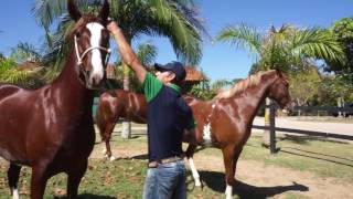 Haras Corumbau - Apresentação (Mangalarga)